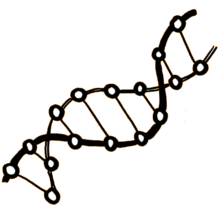 a hand-drawn illustration in thick black pen of the double-helix arrangement of DNA