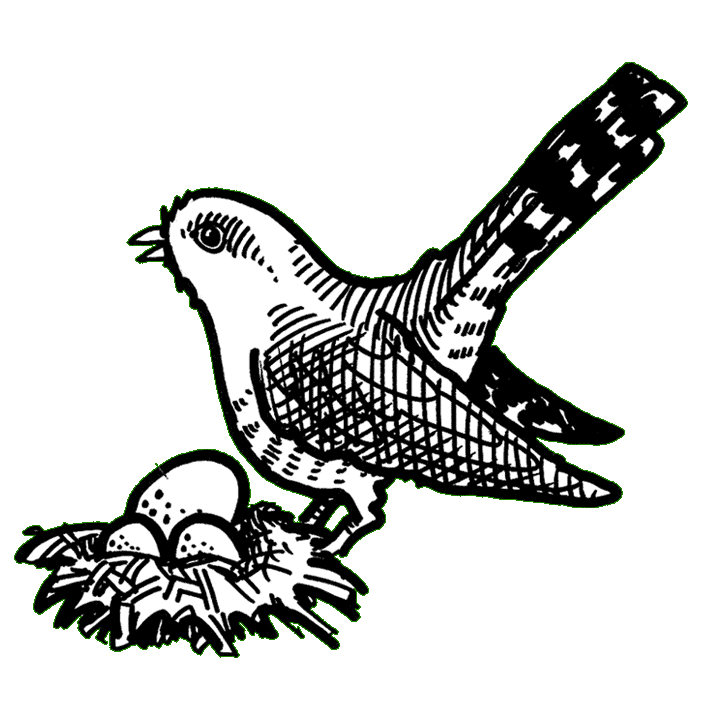 a hand-drawn illustration in thick black pen of a Eurasian cuckoo perched beside a nest which contains two small eggs and one large one